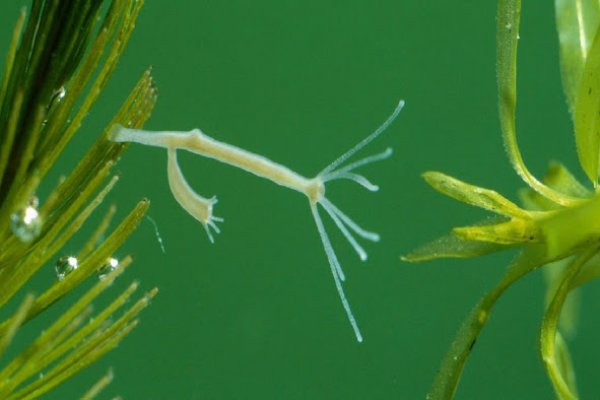 Кракен действующая ссылка