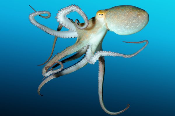 Кракен ссылка тупа германия