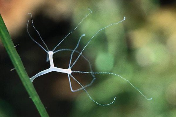 Кракен 12at сайт