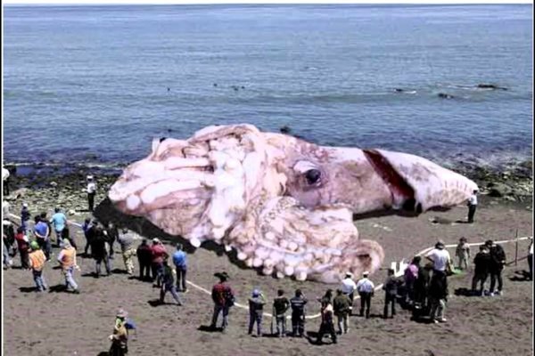 Kraken 4 ссылка