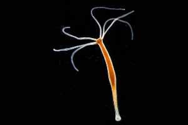 Кракен продажа