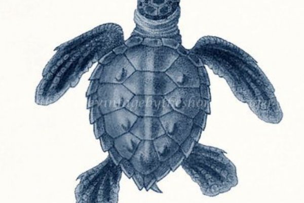 Кракен даркнет store kraken dark link