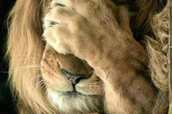 Как вывести деньги с кракена тор