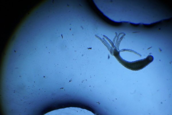 Как зайти на кракен с айфона