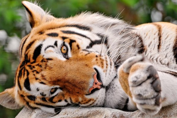 Кракен ссылка тор