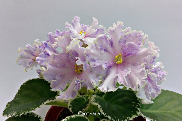 Какой нужен тор чтоб зайти в кракен